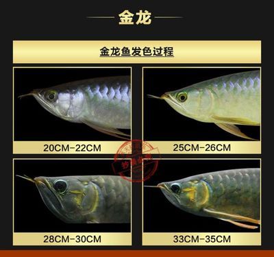 龍魚鯊魚嘴怎么看：如何鑒別高品質(zhì)金龍魚