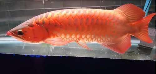 紅龍魚取什么名字好一點：如何根據(jù)紅龍魚特征取名,紅龍魚名字的個性化選擇 紅龍魚百科 第4張