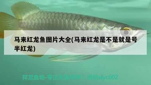 馬來紅龍魚長大什么樣子：馬來紅龍魚在成長過程中會(huì)經(jīng)歷顯著的變化 紅龍魚百科 第1張