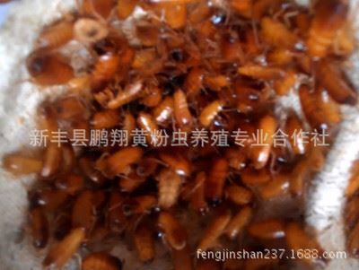 龍魚(yú)飼料添加劑效果：龍魚(yú)飼料添加劑使用技巧龍魚(yú)飼料添加劑的使用技巧 龍魚(yú)百科 第1張