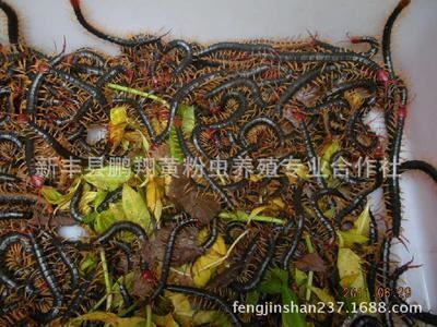 龍魚(yú)飼料添加劑效果：龍魚(yú)飼料添加劑使用技巧龍魚(yú)飼料添加劑的使用技巧 龍魚(yú)百科 第5張