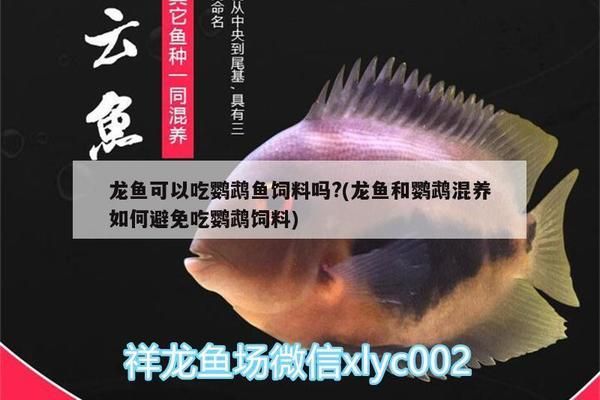 龍魚可以吃鸚鵡魚飼料嗎？：龍魚可以吃鸚鵡魚飼料嗎 龍魚百科 第2張