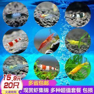 龍魚可以吃鸚鵡魚飼料嗎？：龍魚可以吃鸚鵡魚飼料嗎 龍魚百科 第5張