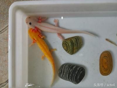 金龍魚人工繁殖最新進(jìn)展：金龍魚人工繁殖成功率提升,金龍魚幼魚培育最佳實踐