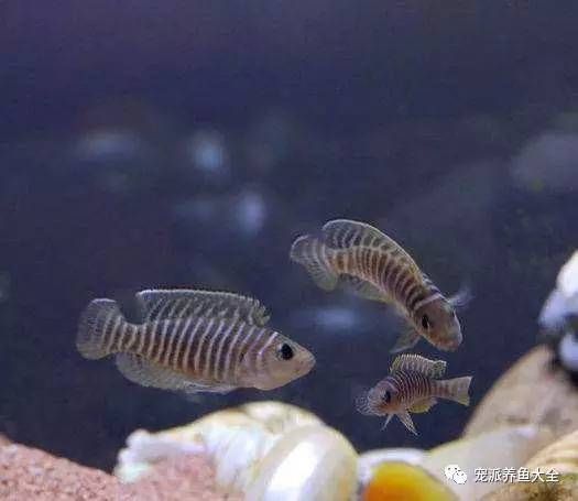 為什么魚(yú)缸賣(mài)的那么貴：為什么魚(yú)缸價(jià)格昂貴 魚(yú)缸百科 第2張