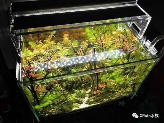 草缸和魚缸的區(qū)別：如何選擇適合的水族箱 魚缸百科 第5張