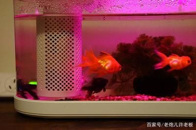 小魚未來智能魚缸怎么樣：小魚未來智能魚缸 魚缸百科 第4張