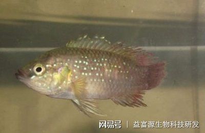 新諾明魚缸：復(fù)方新諾明在魚缸中的使用 魚缸百科 第1張