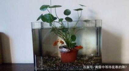 適合魚缸上養(yǎng)殖的植物：幾種適合在魚缸上養(yǎng)殖的植物 魚缸百科 第4張