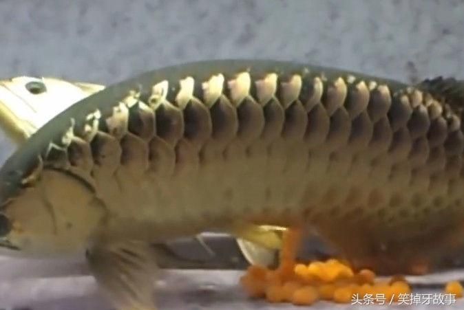 金龍魚繁殖期間飼料選擇：關(guān)于金龍魚繁殖期間飼料選擇的建議