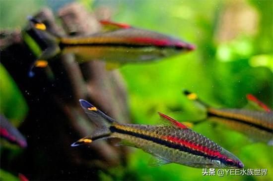 龍魚(yú)可以和一眉道人一起養(yǎng)嗎？：龍魚(yú)與一眉道人魚(yú)可以混養(yǎng)但仍需注意以下幾點(diǎn) 龍魚(yú)百科 第5張