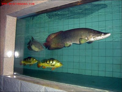 龍魚在國外是食用魚嗎為什么：龍魚在國外是否作為食用魚， 龍魚百科 第3張