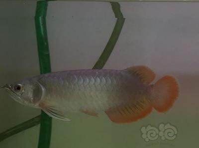 龍魚(yú)發(fā)色燈正確位置圖解：關(guān)于龍魚(yú)發(fā)色燈正確位置圖解詳情 龍魚(yú)百科 第4張