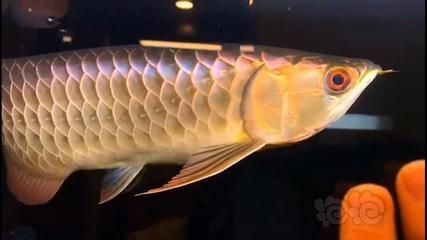 龍魚用藥和普通魚用藥區(qū)別大嗎：龍魚專用藥物有哪些品牌 龍魚百科 第5張