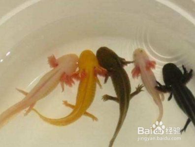 六角龍魚吃啥飼料：六角龍魚飼料保存技巧六角龍魚飼料保存技巧