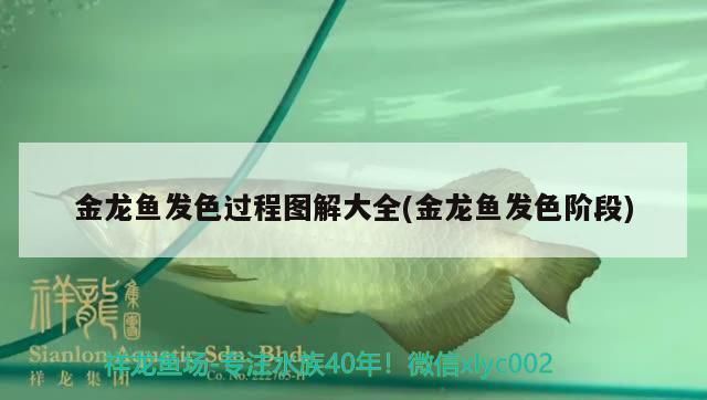 過(guò)背金龍魚發(fā)色過(guò)程圖解：如何鑒別高品質(zhì)金龍魚