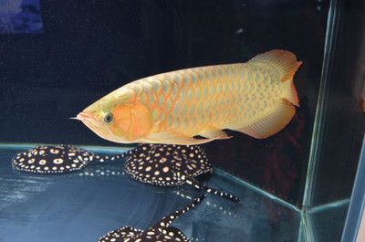 2年紅龍魚能長多大：紅龍魚兩年內(nèi)能長多大