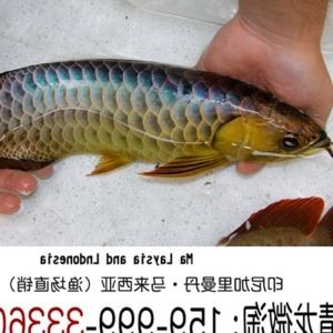 過背金龍魚市場行情分析：中國過背金龍魚市場在近年來呈現(xiàn)出一定的波動性和多樣性 金龍魚百科 第4張