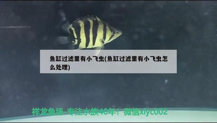 魚缸濾盒里有小蚊子怎么處理：魚缸濾盒內(nèi)出現(xiàn)蚊子幼蟲問題，魚缸水質(zhì)維護(hù)最佳實(shí)踐 魚缸百科 第5張