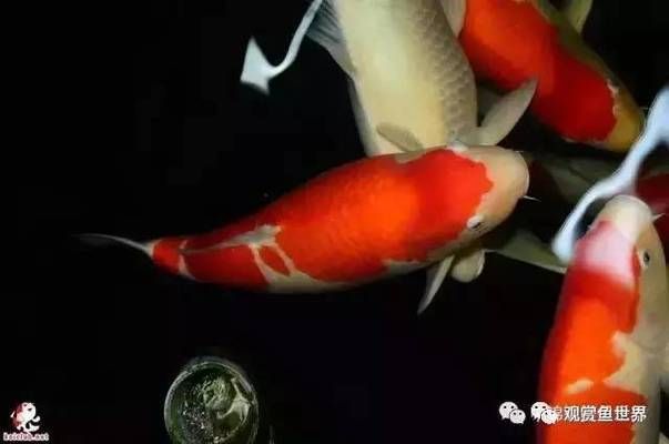 金龍魚單邊掉眼怎么辦：金龍魚單邊掉眼怎么辦？ 水族問答 第2張