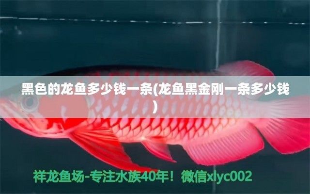 黑金剛紅龍魚：黑金剛紅龍魚是一種觀賞魚，體形修長，顏色鮮艷，容易飼養(yǎng) 龍魚百科 第1張