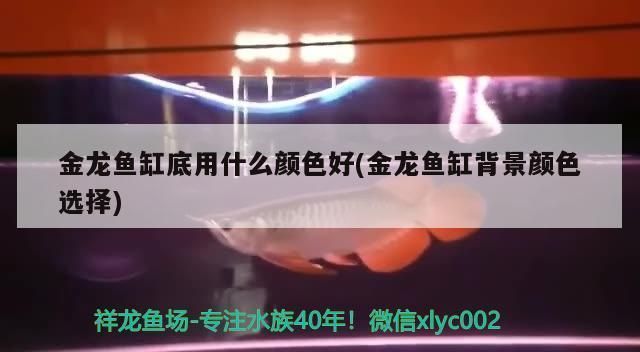 過背金龍魚用什么顏色背景 金龍魚百科 第5張