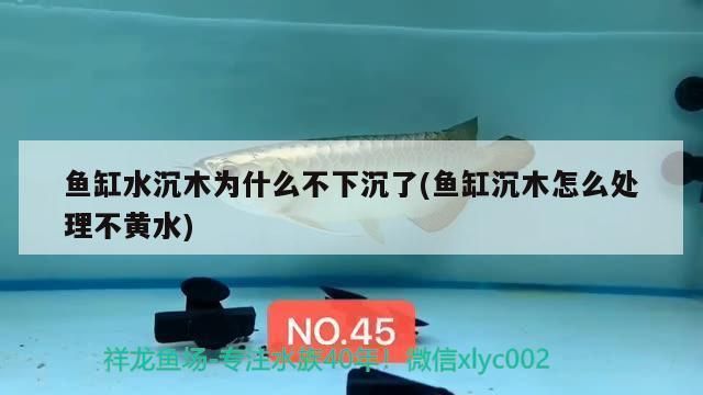 金龍魚(yú)到底好不好釣：金龍魚(yú)釣魚(yú)技巧 水族問(wèn)答 第2張