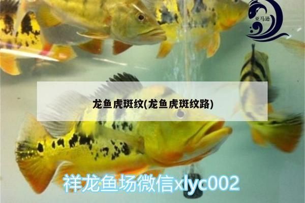 龍魚虎斑紋路：如何辨別龍魚的虎斑紋路