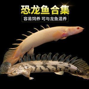 龍魚虎斑紋路：如何辨別龍魚的虎斑紋路