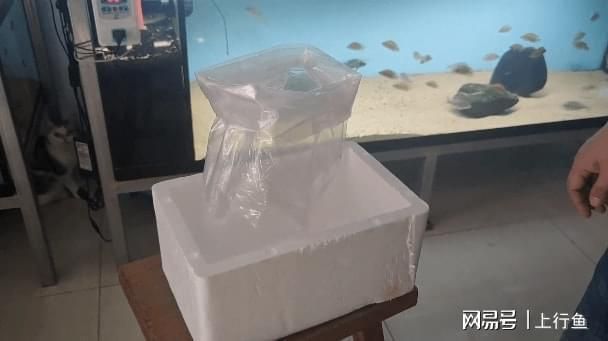 小魚缸換大魚缸的步驟：小魚缸換大魚缸步驟詳情 魚缸百科 第4張