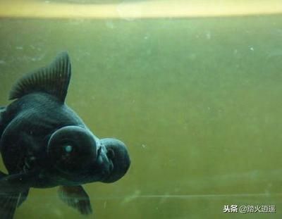 金龍魚蒙眼病治療方法：如何治療金龍魚蒙眼病 金龍魚百科 第5張