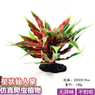 龍魚(yú)缸放什么植物：龍魚(yú)缸水草種植技巧，綠蘿水培注意事項(xiàng) 魚(yú)缸百科 第4張