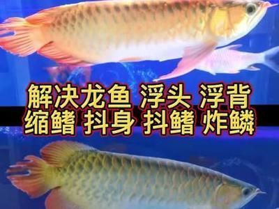 龍魚浮起來了怎么辦?。糊堲~浮頭的原因以及應對措施