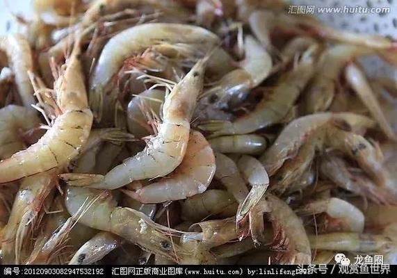 龍魚吃的凍蝦什么品種：龍魚凍蝦喂食技巧 龍魚百科 第2張