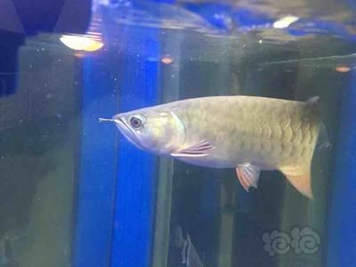 龍魚吃的凍蝦什么品種：龍魚凍蝦喂食技巧 龍魚百科 第1張