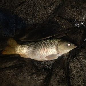 龍魚哪里釣原神多：原神龍魚最佳釣魚時段 龍魚百科 第2張