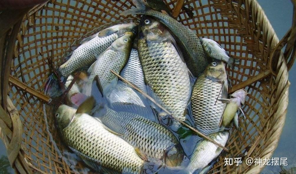 龍魚哪里釣原神多：原神龍魚最佳釣魚時段 龍魚百科 第5張