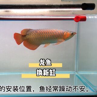 紅龍魚去哪里買比較好養(yǎng)：如何挑選紅龍魚 紅龍魚百科 第5張