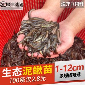 龍魚如何養(yǎng)水：養(yǎng)龍魚的具體養(yǎng)水方法 龍魚百科 第2張