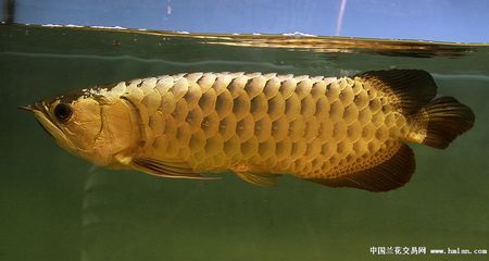 成年過背金龍魚多少公分：成年過背金龍魚的體長一般在60-120厘米之間 金龍魚百科 第5張