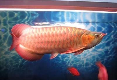 龍魚(yú)下了麻藥就死了什么原因呢：龍魚(yú)在麻醉后死亡的原因 龍魚(yú)百科 第4張