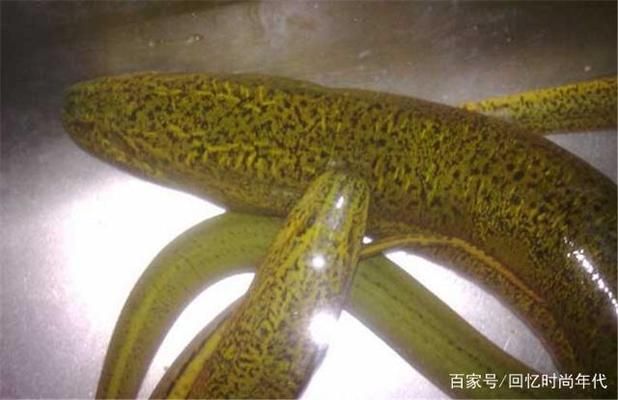 黃鱔養(yǎng)魚缸里面會被淹死嗎：黃鱔在養(yǎng)魚缸內(nèi)會被淹死嗎 魚缸百科 第4張