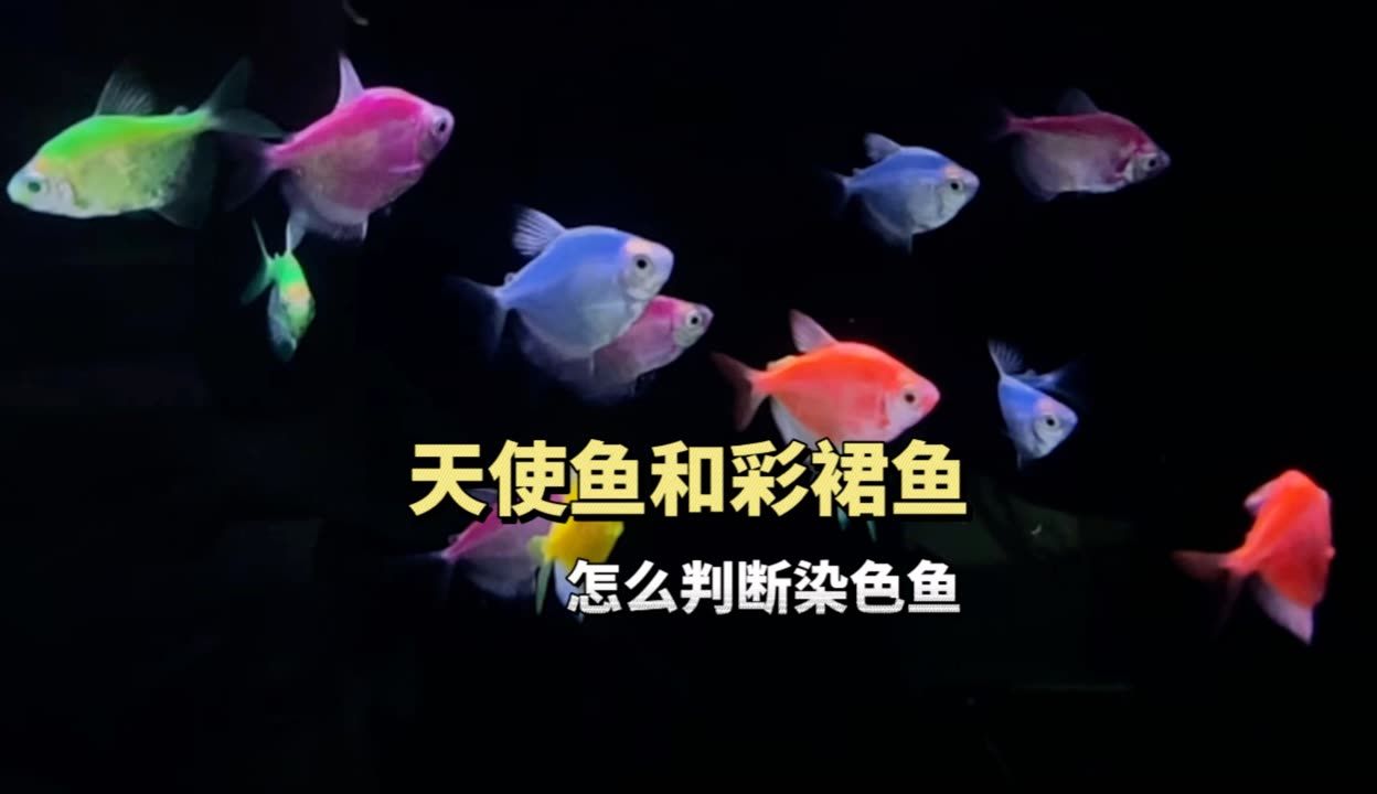 金龍魚(yú)的代言人是誰(shuí)：-回答金龍魚(yú)的代言人是否有代言其他品牌的經(jīng)驗(yàn) 水族問(wèn)答 第1張