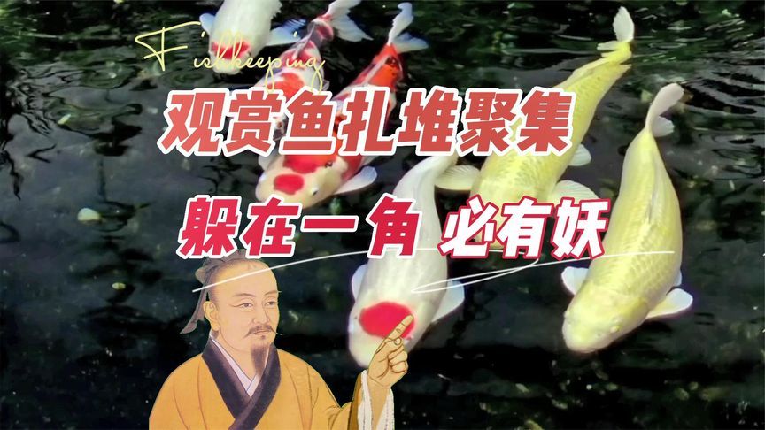 魚都扎堆在魚缸的一角怎么回事：魚只扎堆在魚缸一角可能是由多種因素引起 魚缸百科 第5張