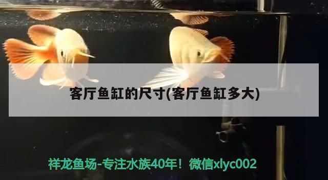 客廳魚缸什么樣的好：客廳魚缸擺放位置、尺寸及材質選擇是影響家居風水和美觀的重要因素 魚缸百科 第2張