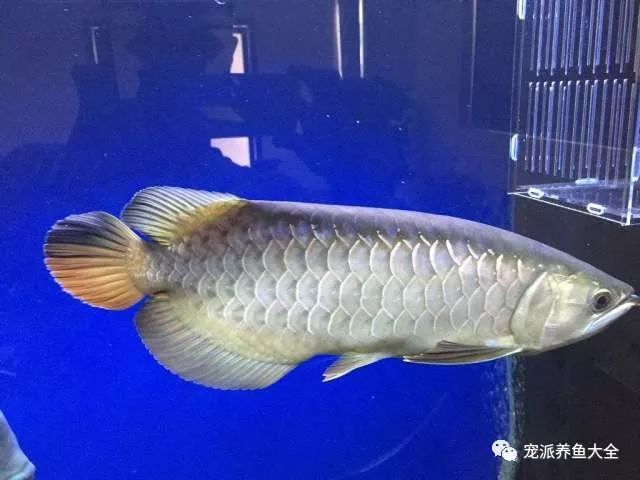 龍魚疾病圖解大全及治療視頻：關于龍魚疾病的圖解和治療 龍魚百科 第1張