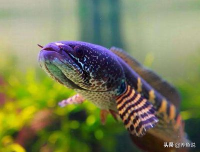 雷龍魚飼料選擇指南：如何判斷雷龍魚飼料新鮮度 龍魚百科 第4張