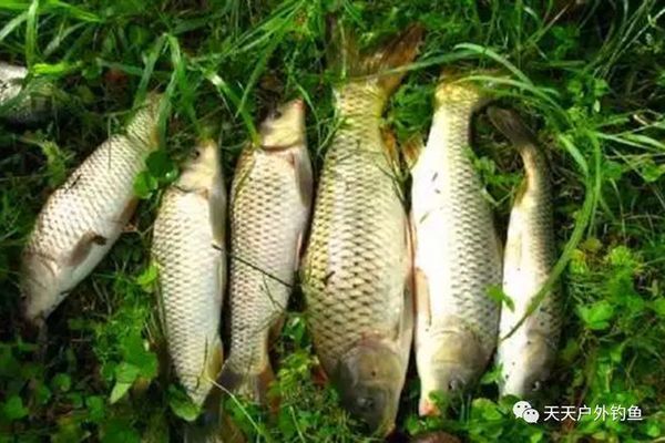 金龍魚的分類標準表：關(guān)于金龍魚的分類標準 水族問答 第1張