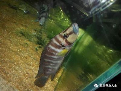 魚缸過度喂食后果及對策：過度喂食對水族箱生態(tài)系統(tǒng)的影響，魚缸生態(tài)平衡維護技巧 魚缸百科 第5張