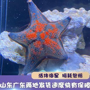 海豚魚(yú)缸迷你造景視頻：如何通過(guò)使用迷你魚(yú)缸和造景材料來(lái)創(chuàng)建一個(gè)模擬海豚生活的環(huán)境 魚(yú)缸百科 第5張